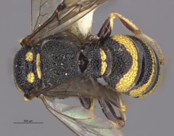 Media type: image;   Entomology 23544 Aspect: habitus dorsal view